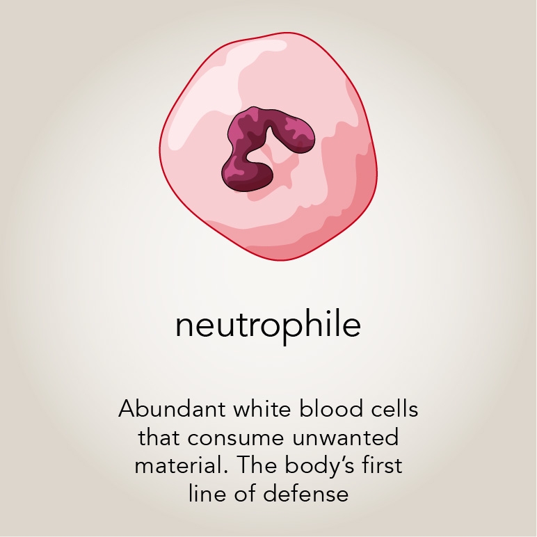 Neutrophil  Abundant white blood cells that consume unwanted material. The body’s first line of defense.