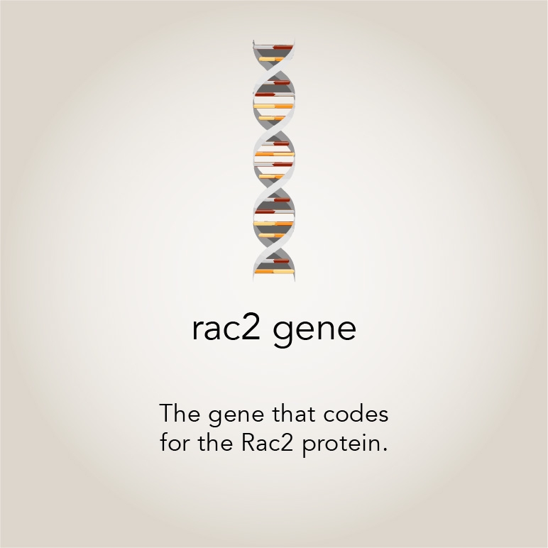Rac2 gene  The gene that codes for the Rac2 protein.