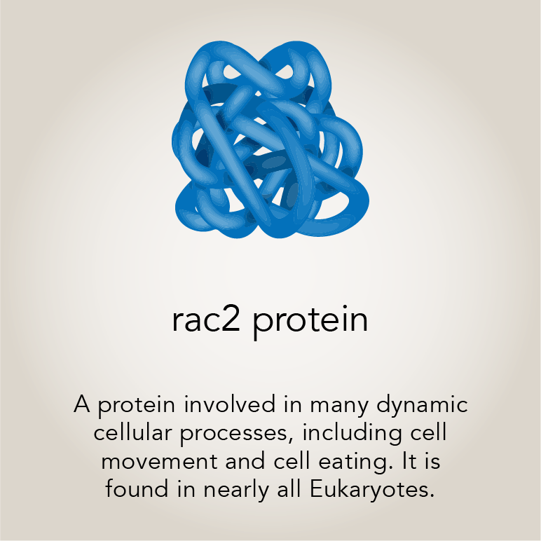 Rac2 protien  A protein involved in many dynamic cellular processes, including cell movement and cell eating. It is found in nearly all Eukaryotes.