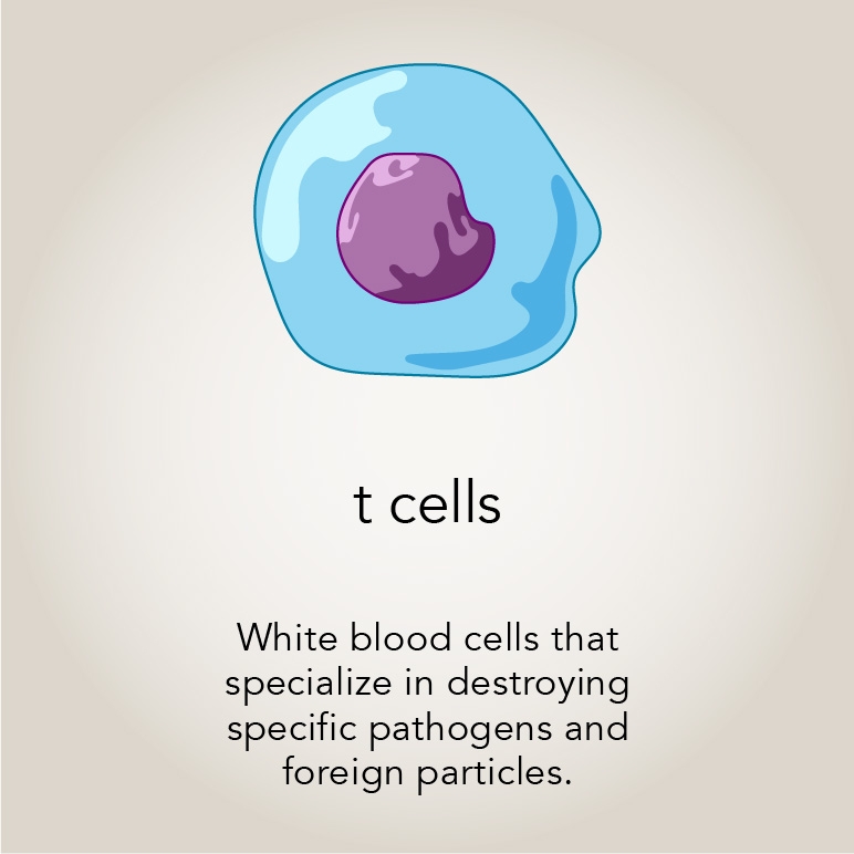 T cells  White blood cells that specialize in destroying specific pathogens and foreign particles.