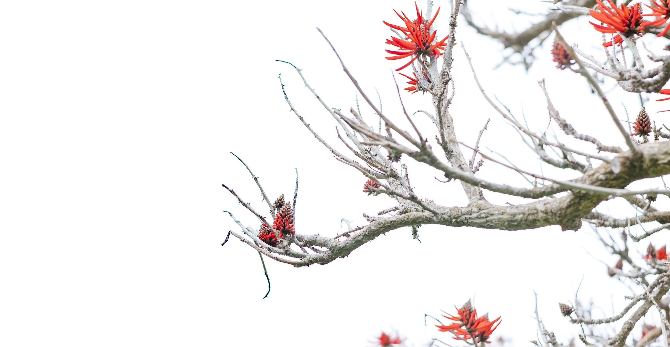 Branches bearing orange flowers extend across a white background