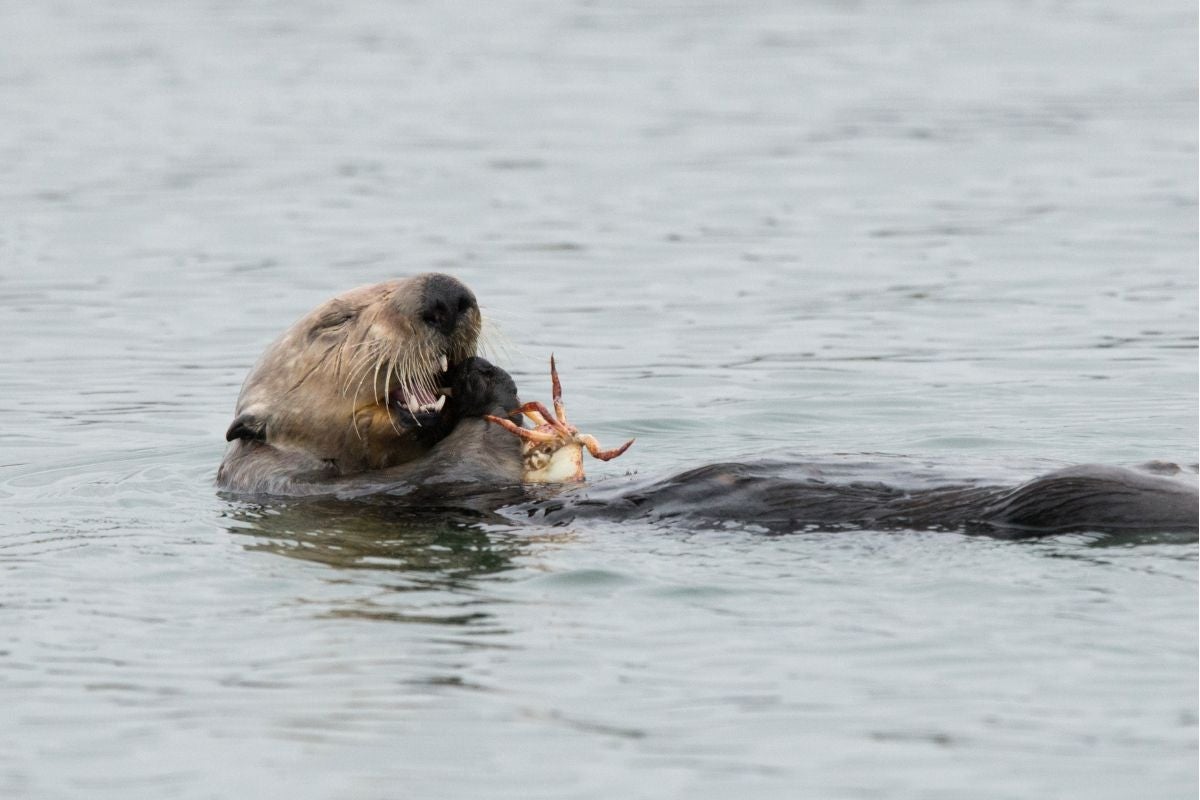 Southern Sea Otters forage for clams in lower Elkhorn Slough, CA.