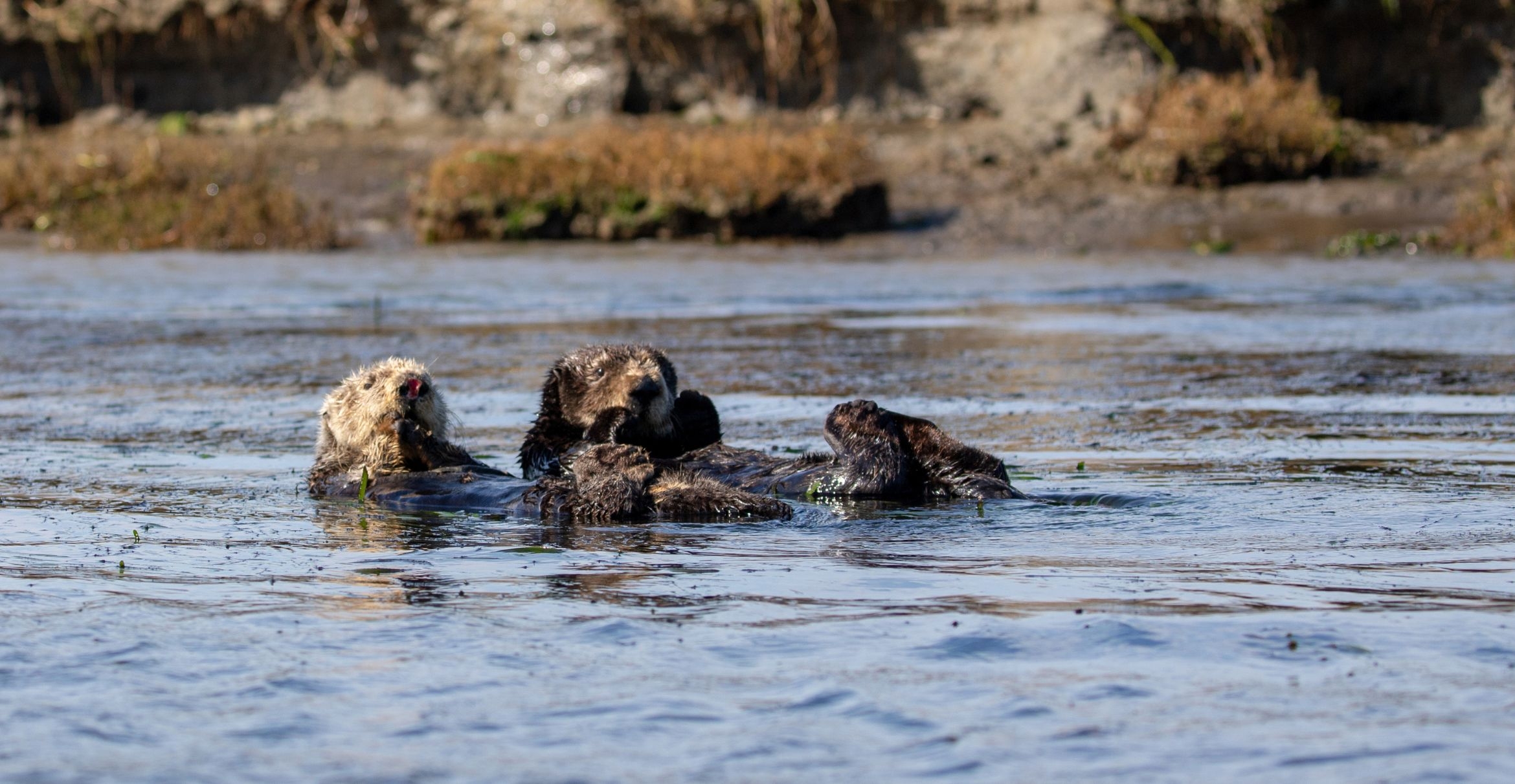 California Sea Otters grooming themselves in the Elkhorn Slough at Moss Landing.