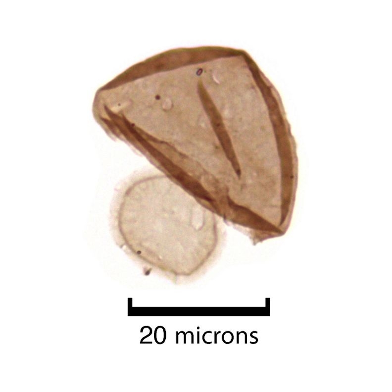 Limbunyasphaera operculata is a new species that shows a small door opening into the cell.