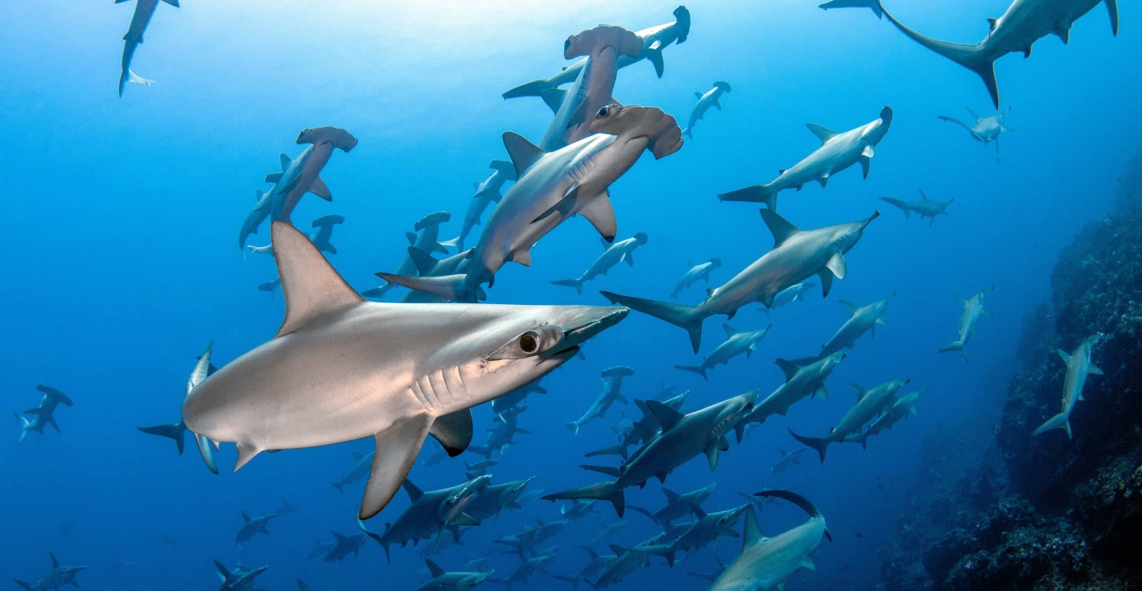 A school of hammerhead sharks.