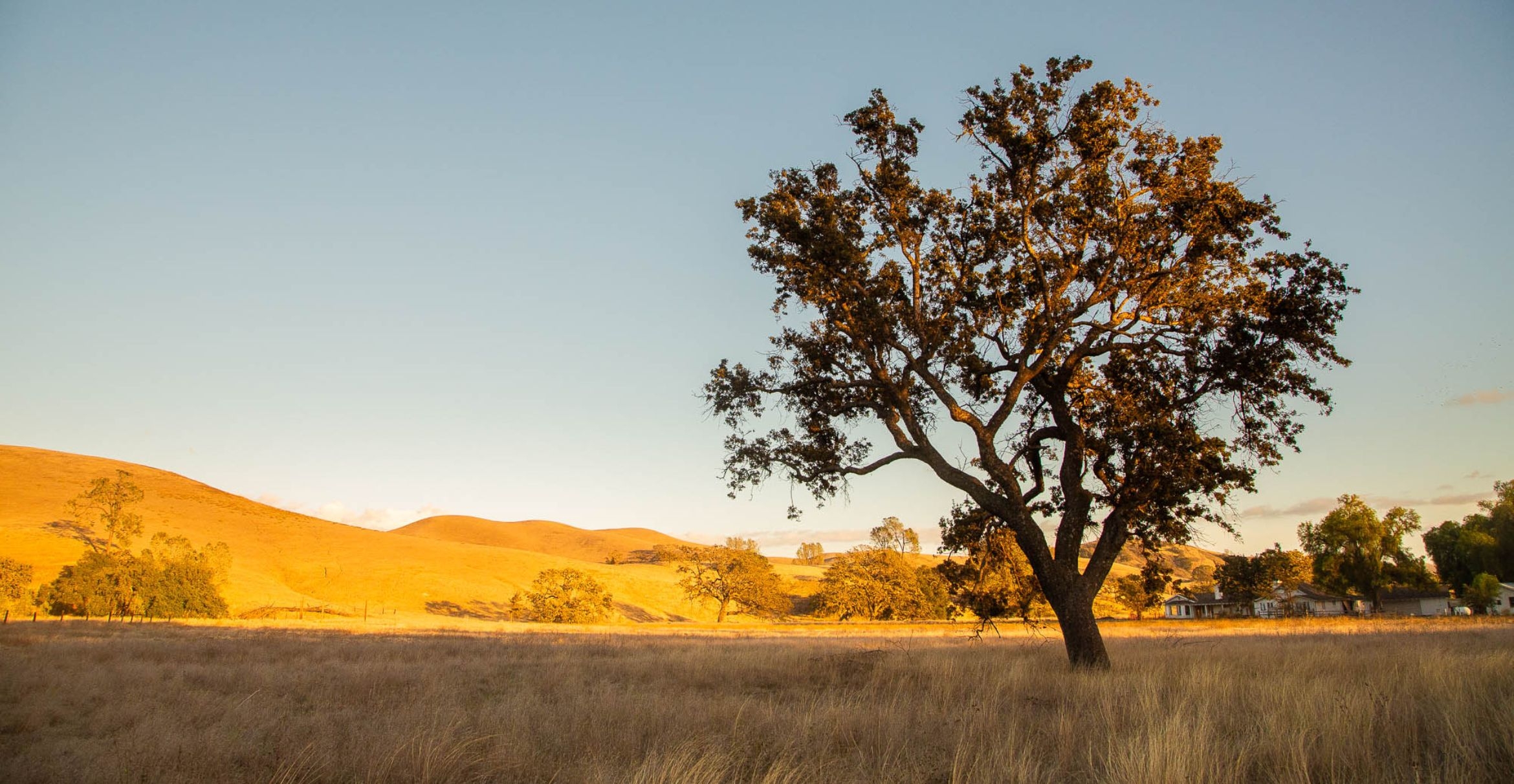 Amber hills roll away behind a lone oak tree, with facilities in the background.