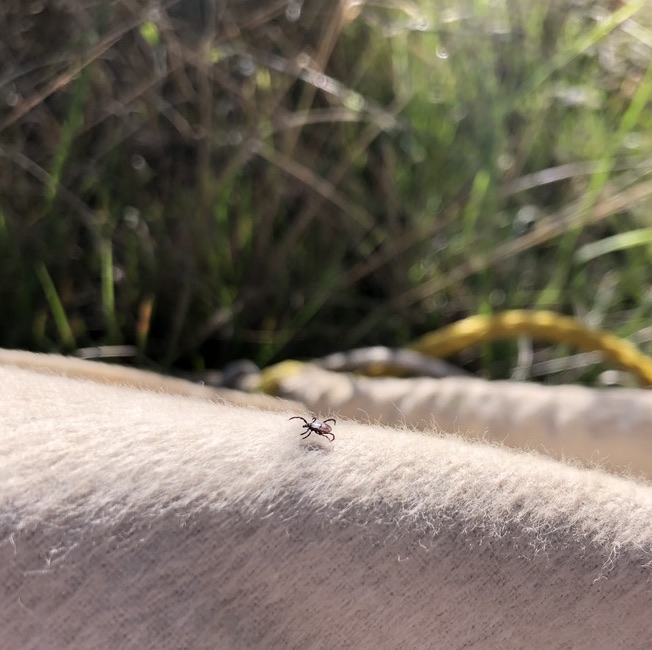 A tick on a cloth in a field