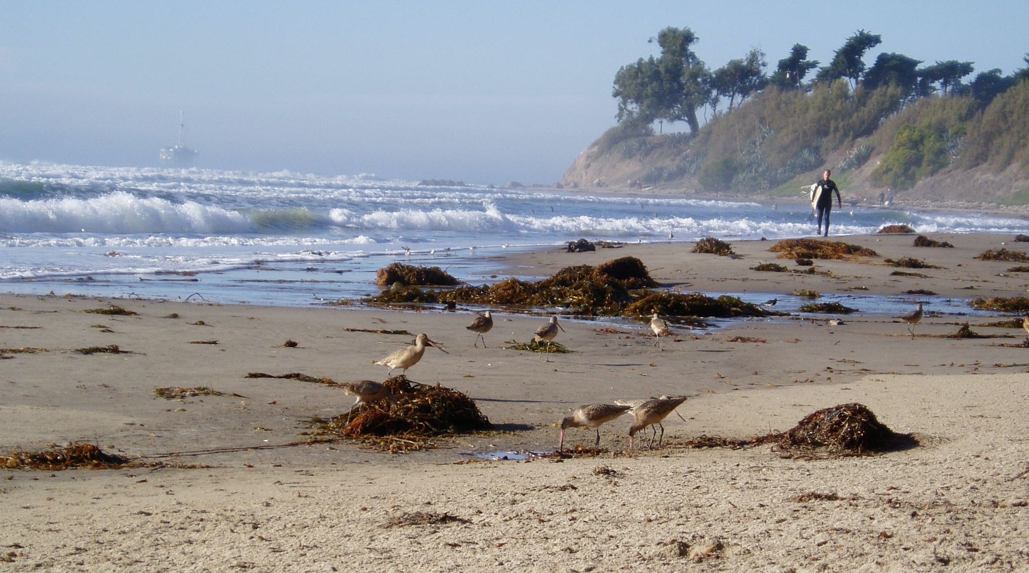Shorebirds on a kelp-laden beach