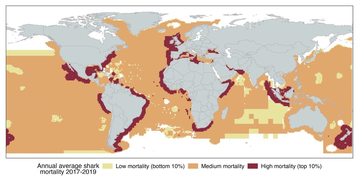 A global map of shark mortality.