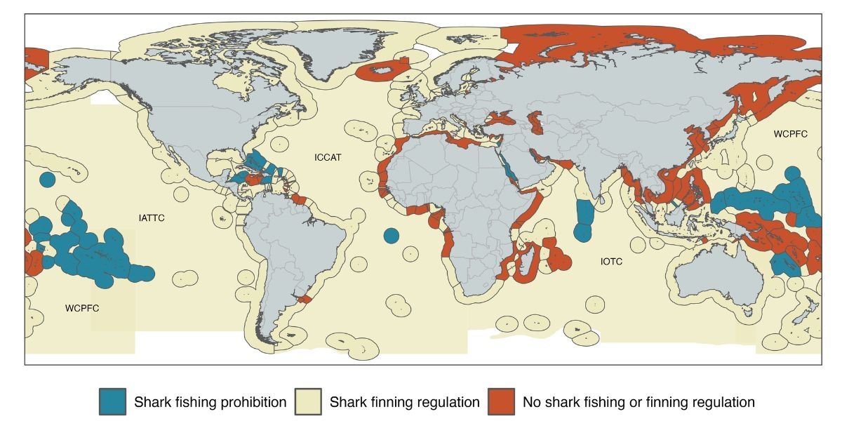 A global map of shark fishing regulations.