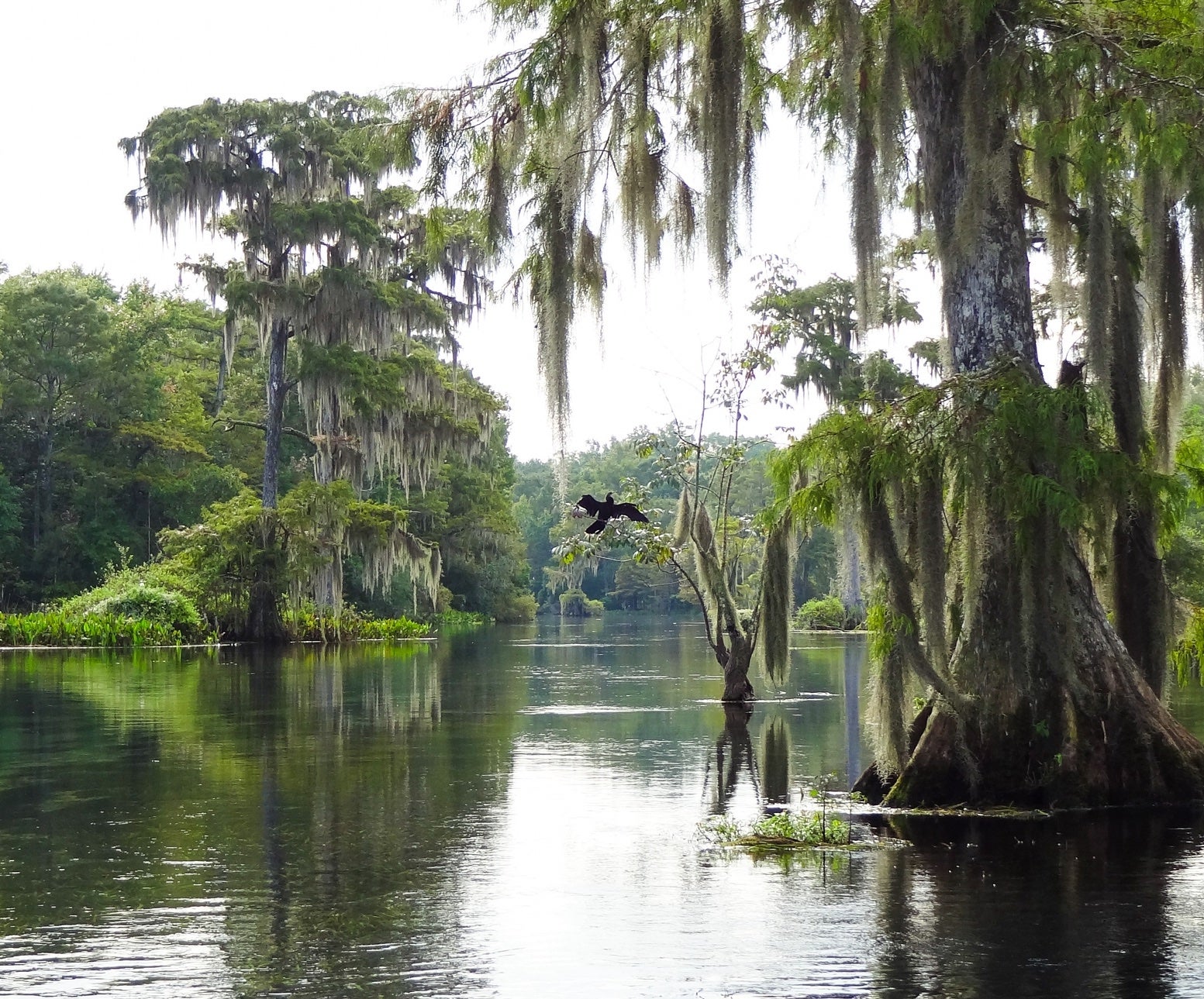 a subtropical river