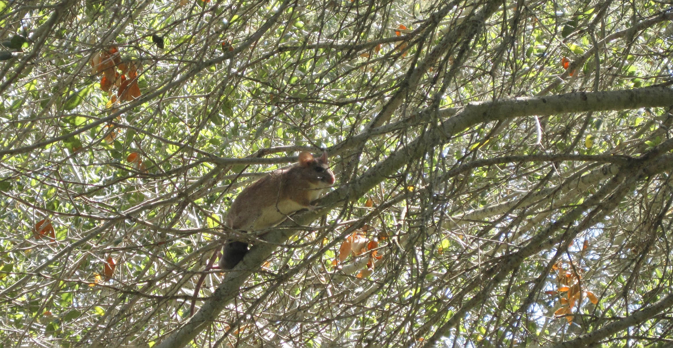 A dusky-footed woodrat with baby in tow