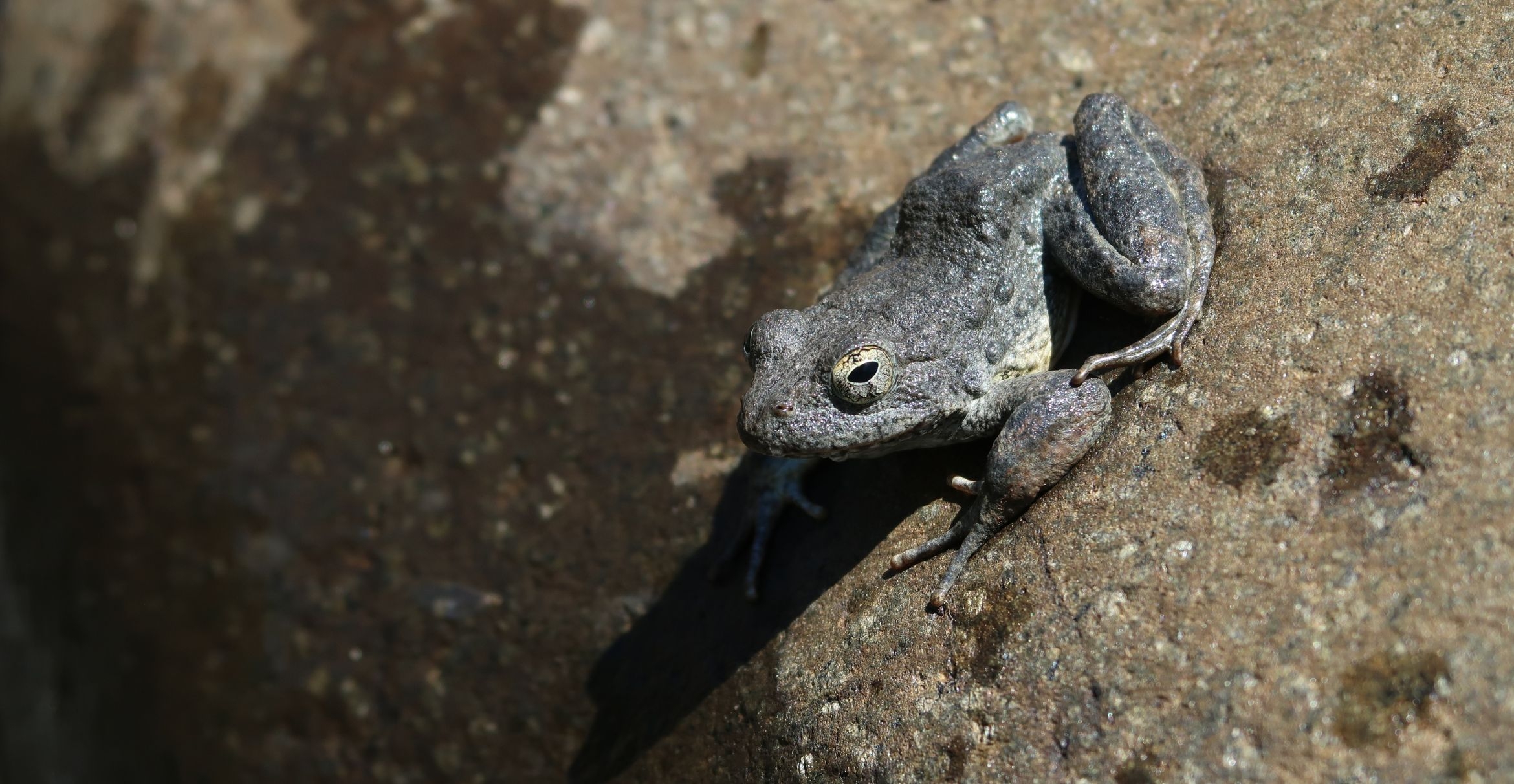 A foothill yellow-legged frog perches on a rock.