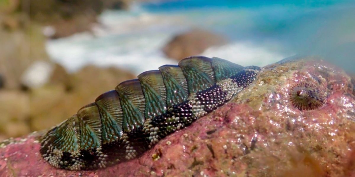 A chiton clings to a rock in the US Virgin Islands.