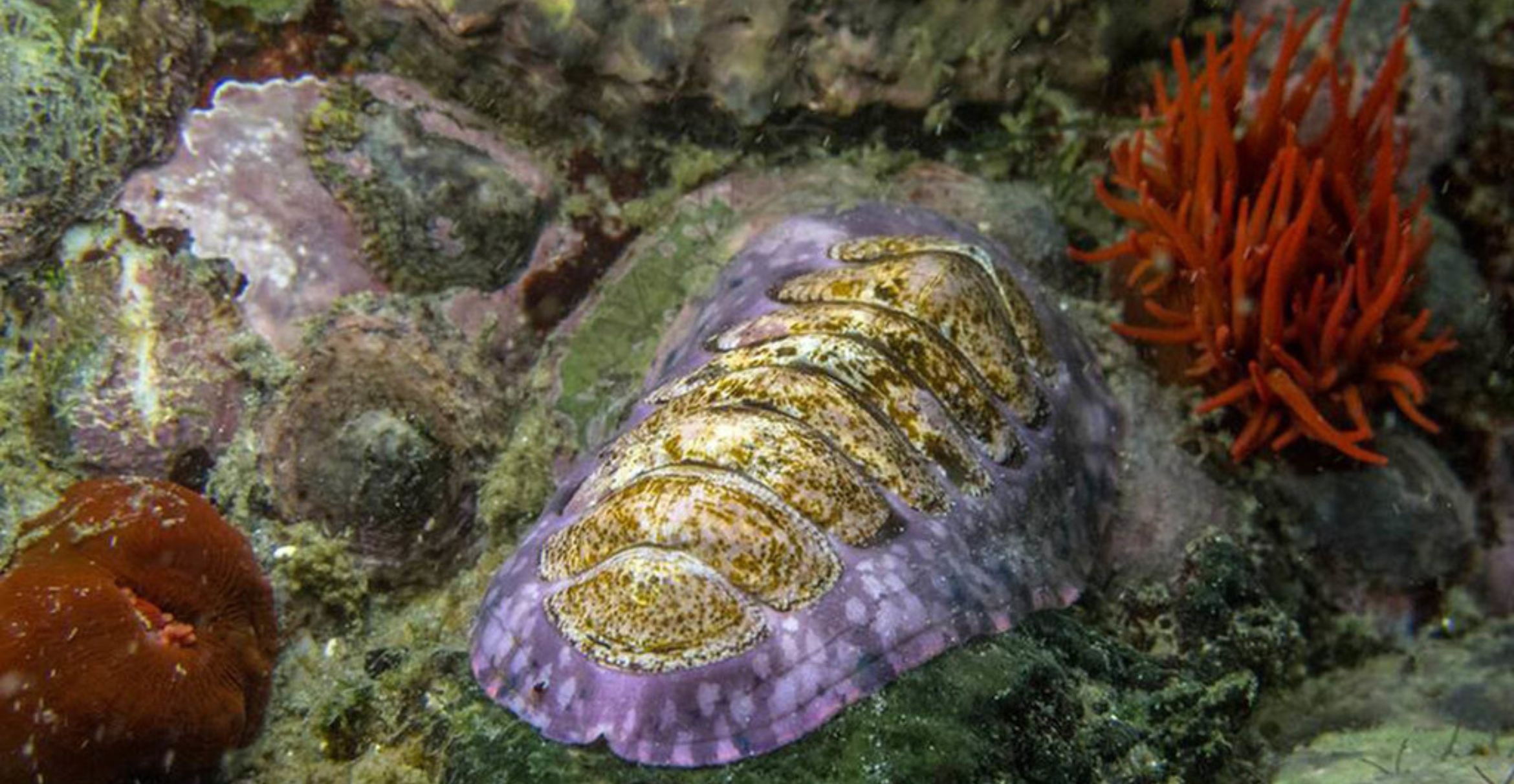 A chiton sits among algae on a rock.