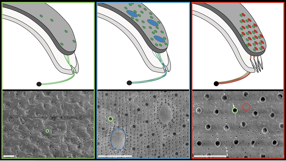 Diagrams and electron microscope images of chiton shells. 