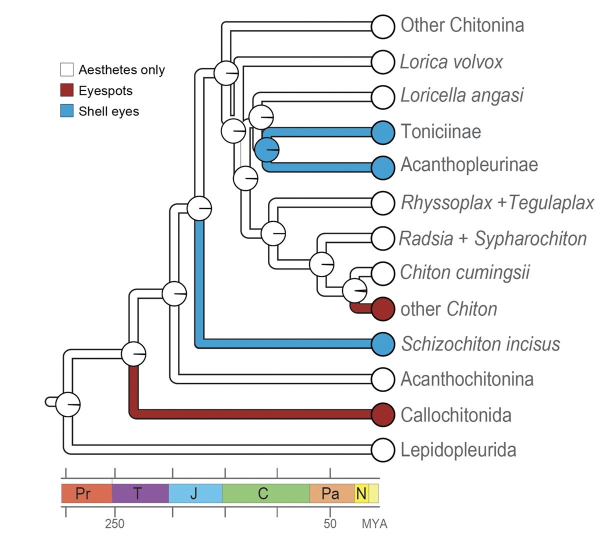 A chiton family tree with highlighted branches for those taxa that evolved eyes.