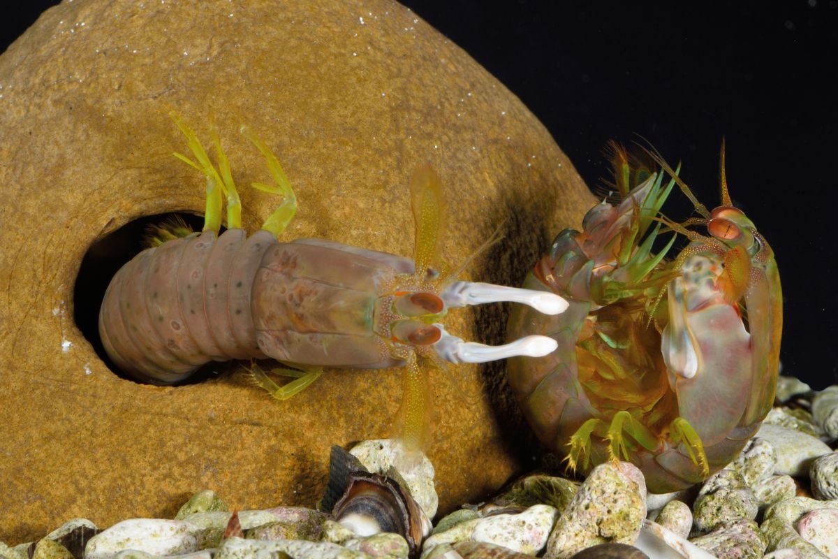 A mantis shrimp emerges from its burrow to confront a rival.