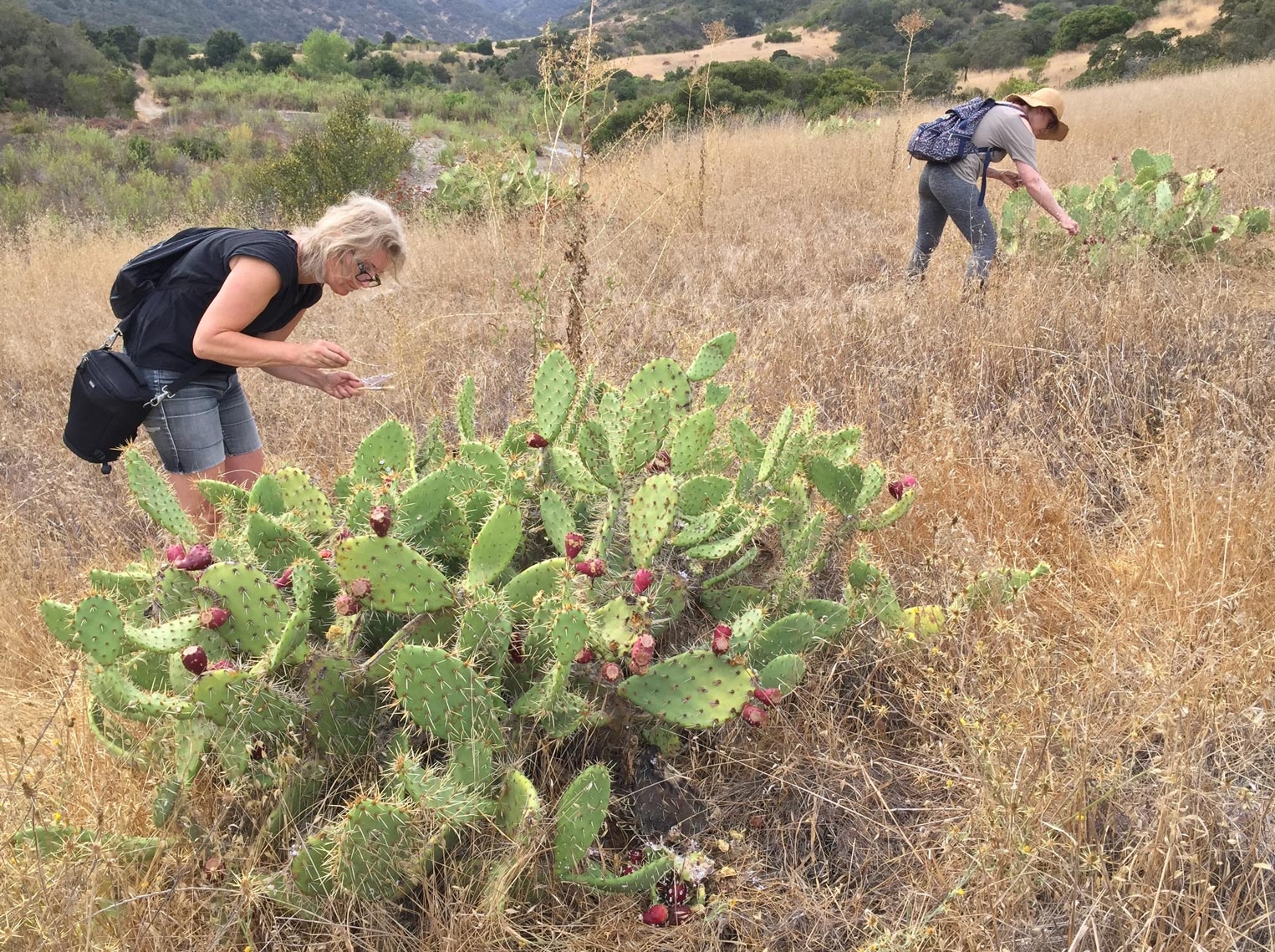 women picking near cactus
