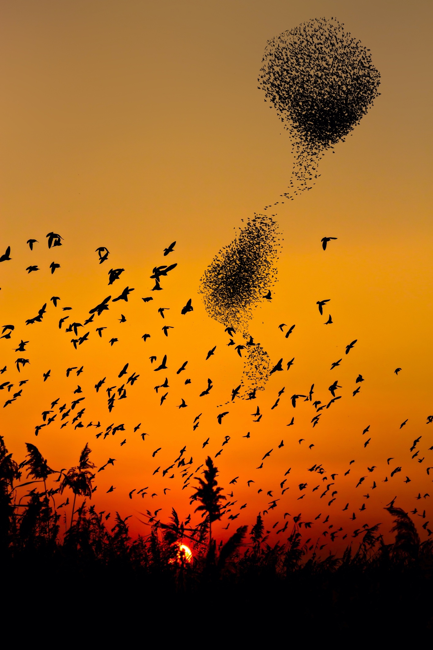 a murmuration of starlings in a sunset sky