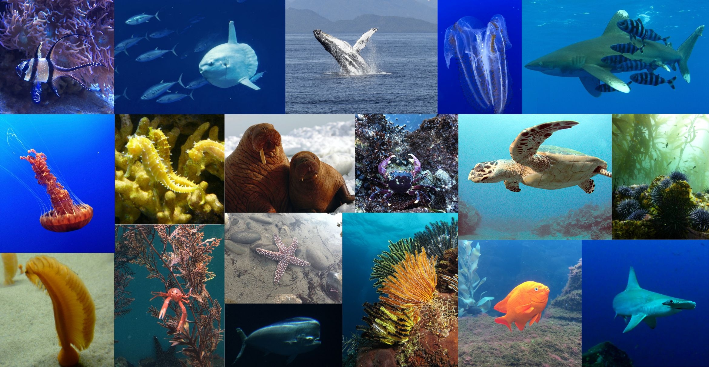 A collage of marine creatures.