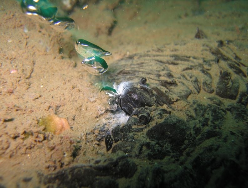 Gas bubbles up from a seafloor hydrocarbon seep.