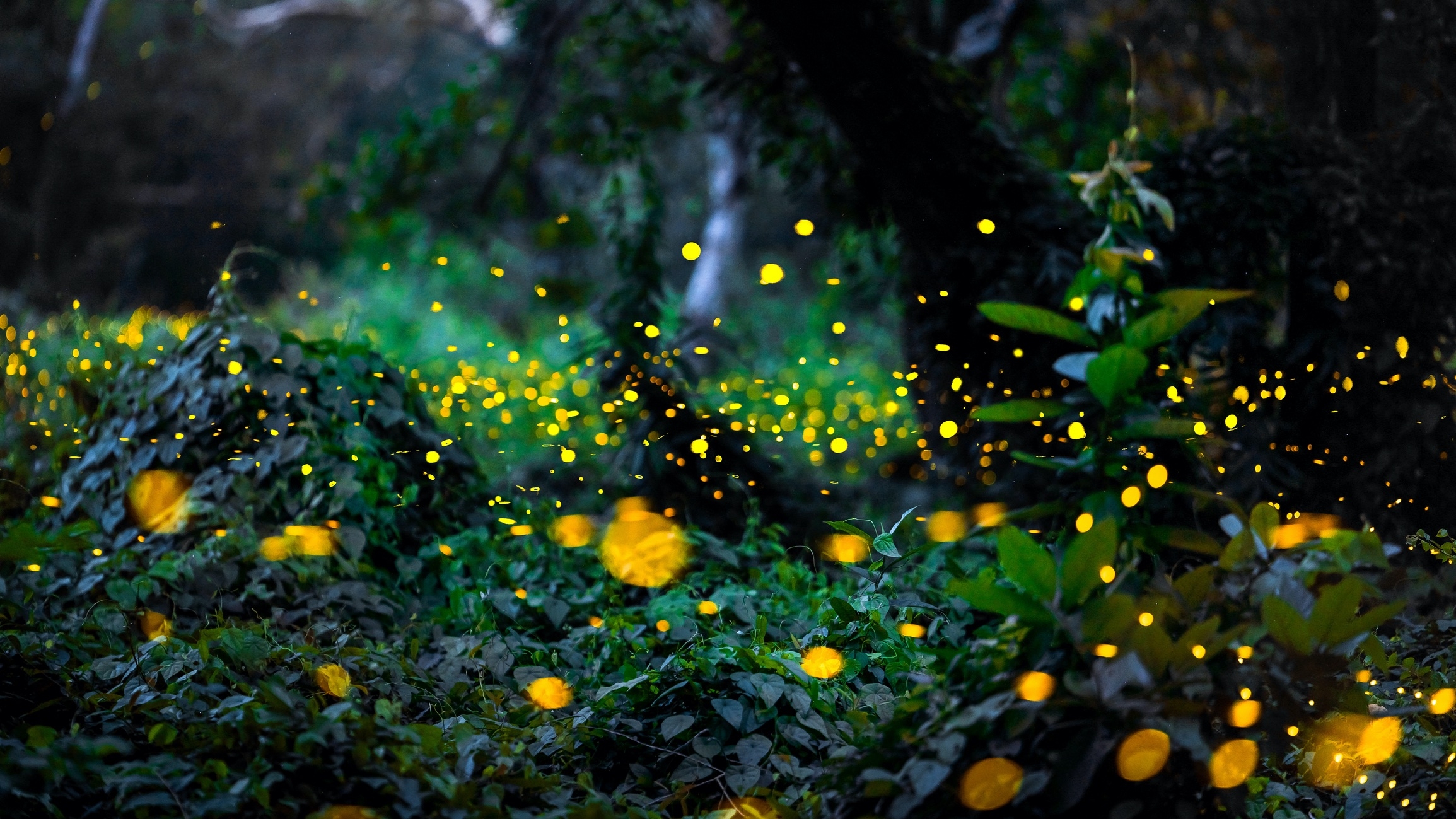 lfireflies looking like yellow circles in the early evening
