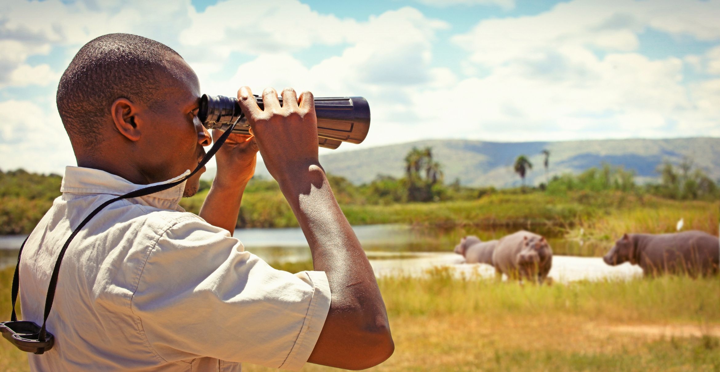 A ranger watches hippos through binoculars.