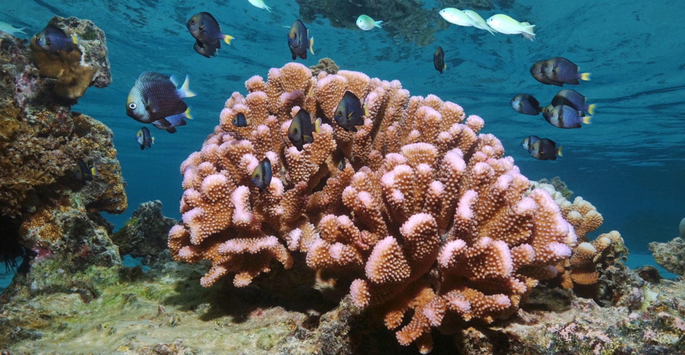 Yellowtail dascyllus and other tropical fish swim by a cauliflower coral in American Samoa.