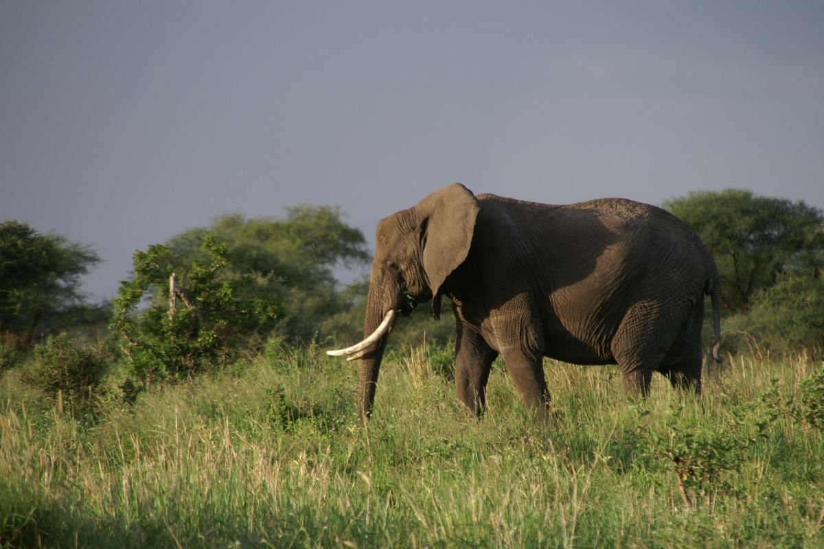 An elephant ambles through the savannas with trees in the background.