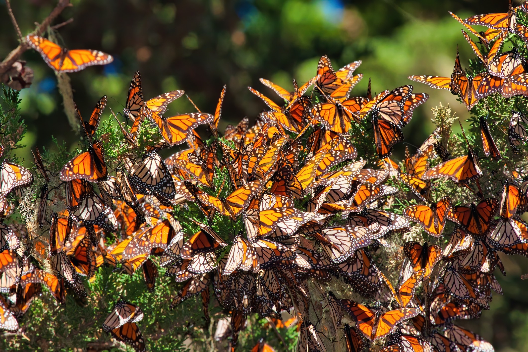 orange and black butterflies on a branch