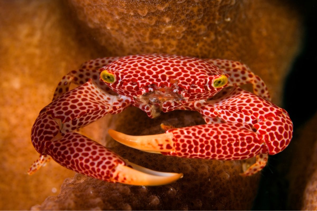 The dazzling red spots of a trapezia crab contrast with the muted tones of the coral it sits upon.