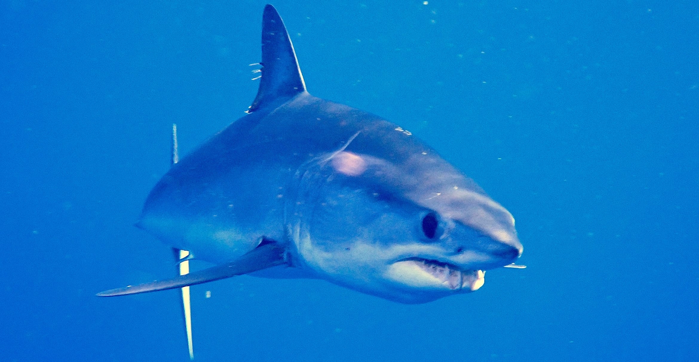 A shortfin mako encountered off the coast of Cabo San Lucas, Baja California Sur, Mexico.