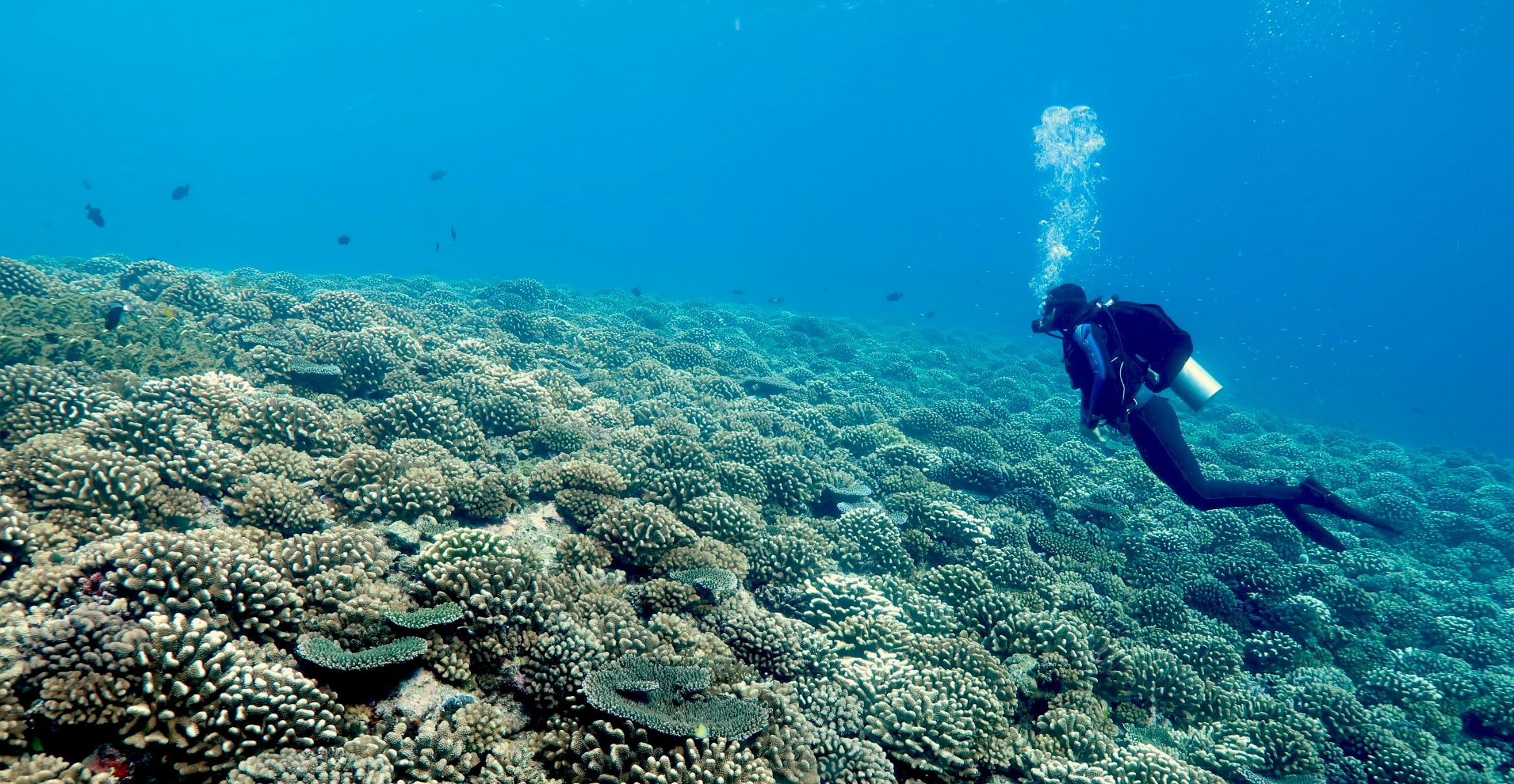 UCSB professor Deron Burkepile explores the North shore of Moorea’s fore reef.