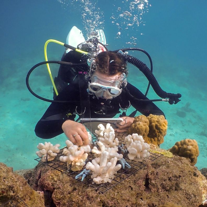 A scuba diver takes measurements on the reef.