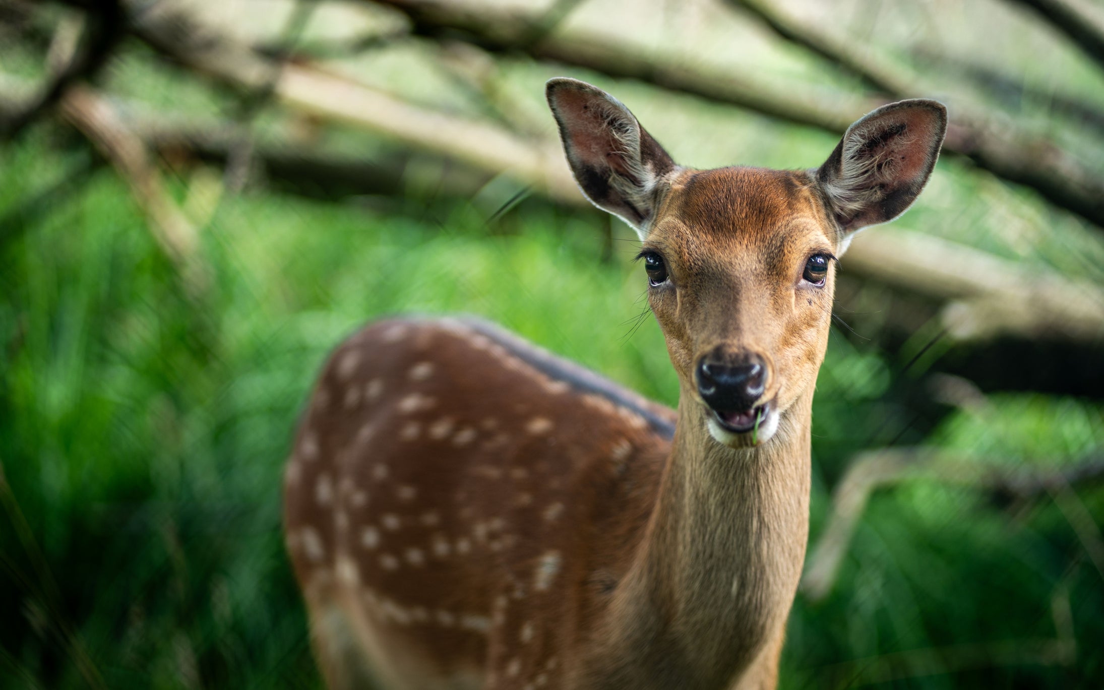 a white speckled deer