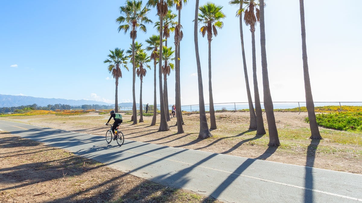 Person riding bike on bike path along palm trees