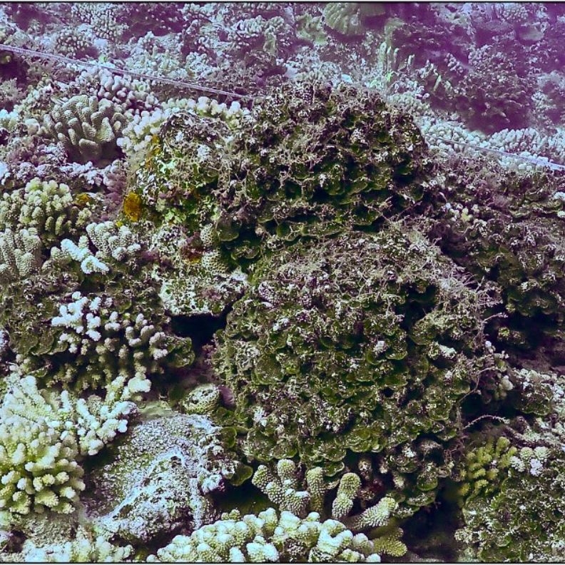 Seaweed covers dead coral skeletons.