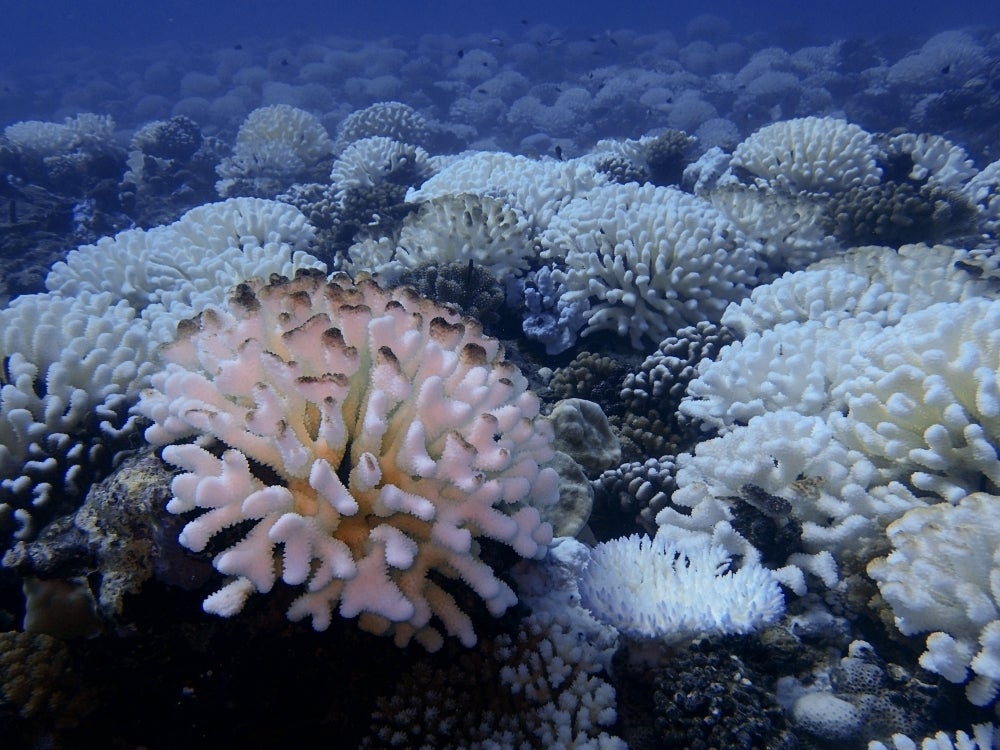Bleached coral at Moorea, French Polynesia.