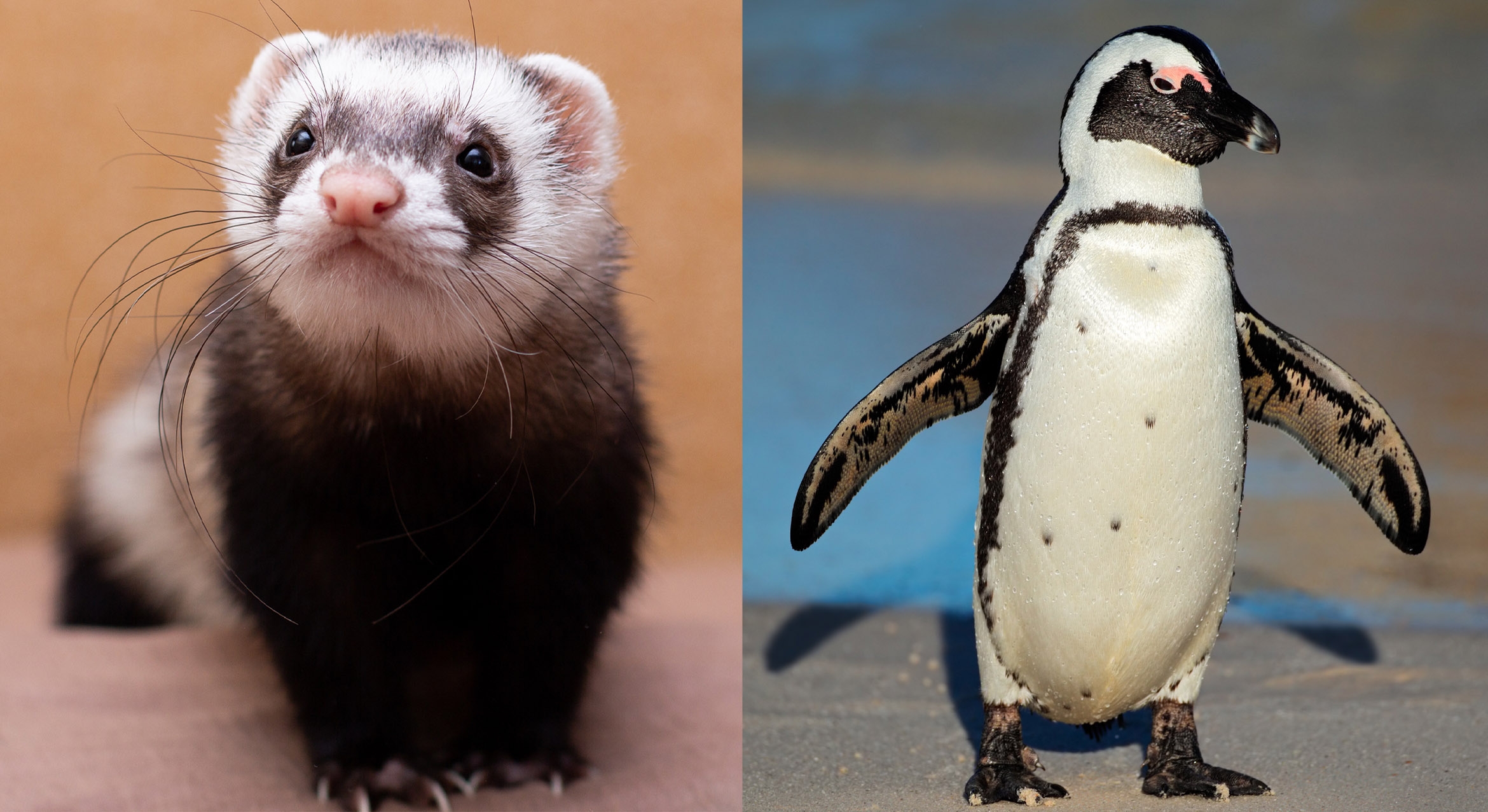 side by side photos of ferret and penguin