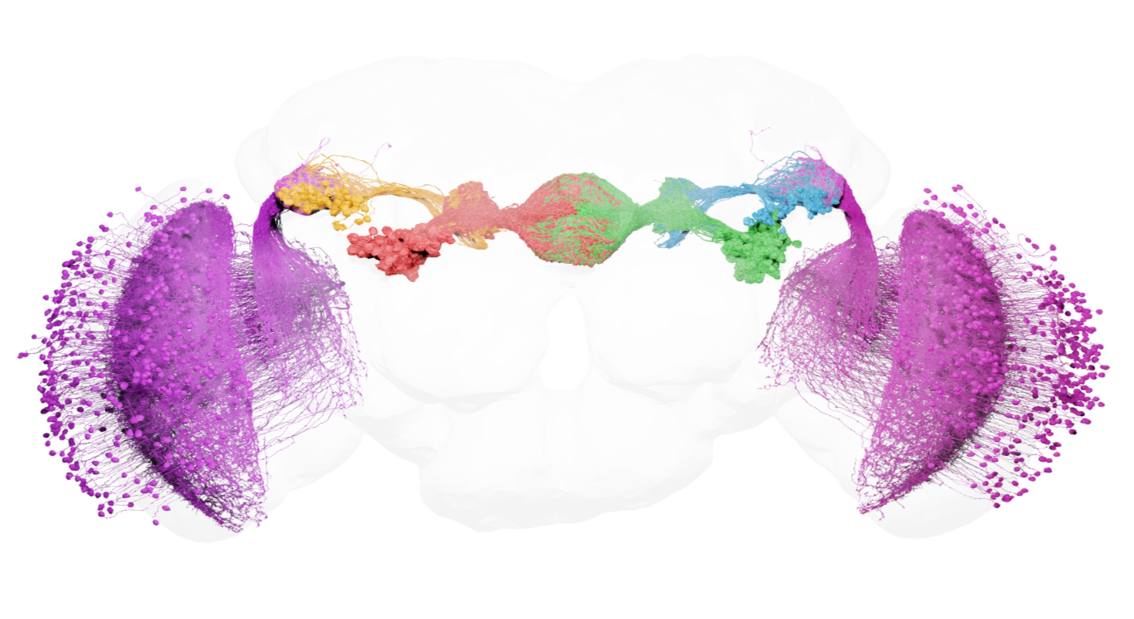 An electron-microscopy image of the fruit fly's anterior visual pathway