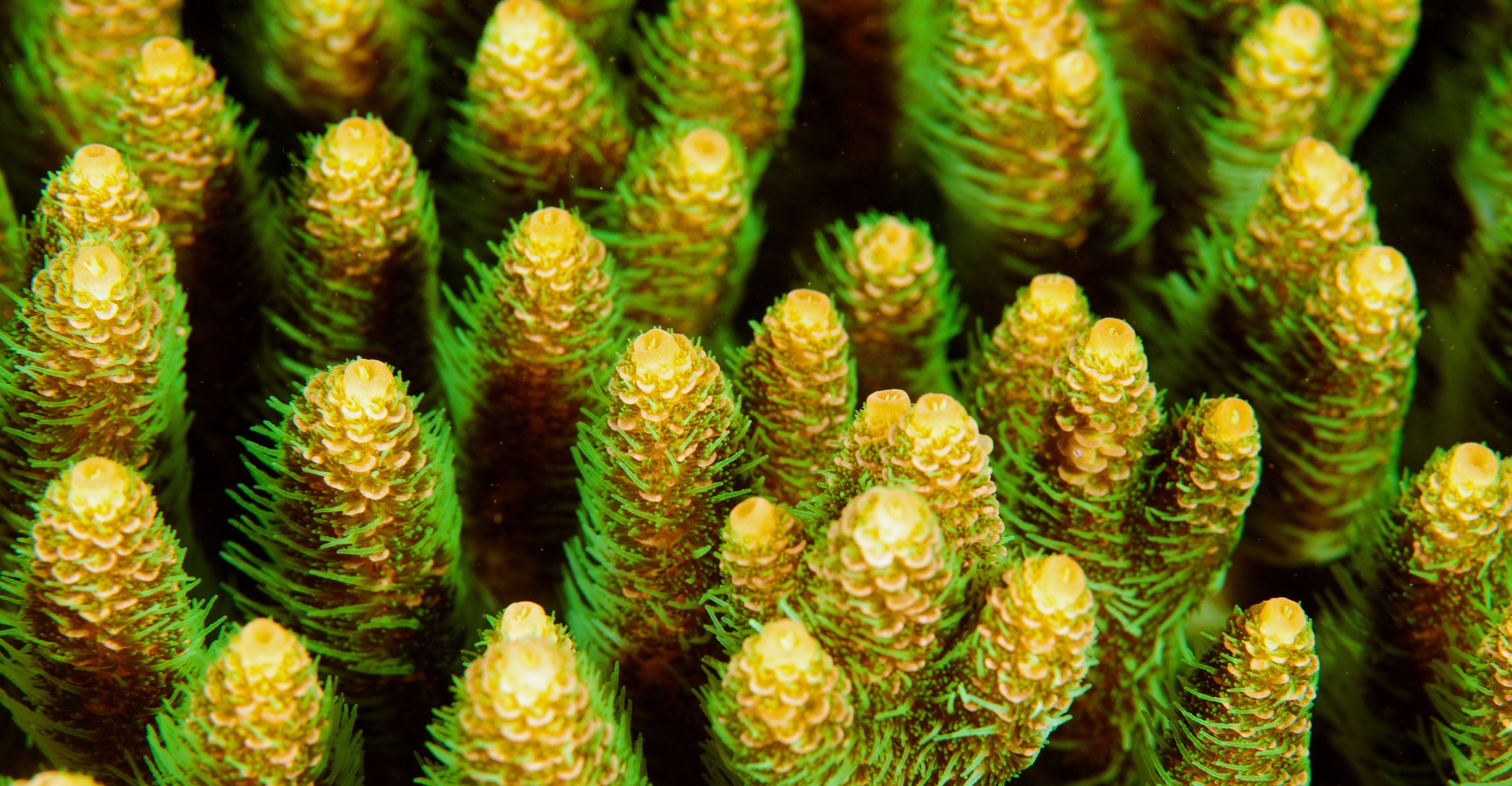 A close-up view of fluorescent coral. 