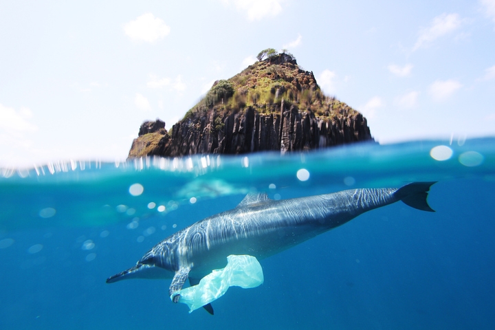 dolphin swimming with plastic bag on fin