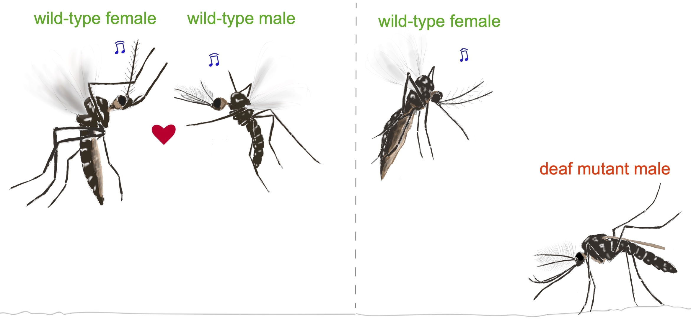 One pair of amorous mosquitoes hear each other, while another pair don’t.