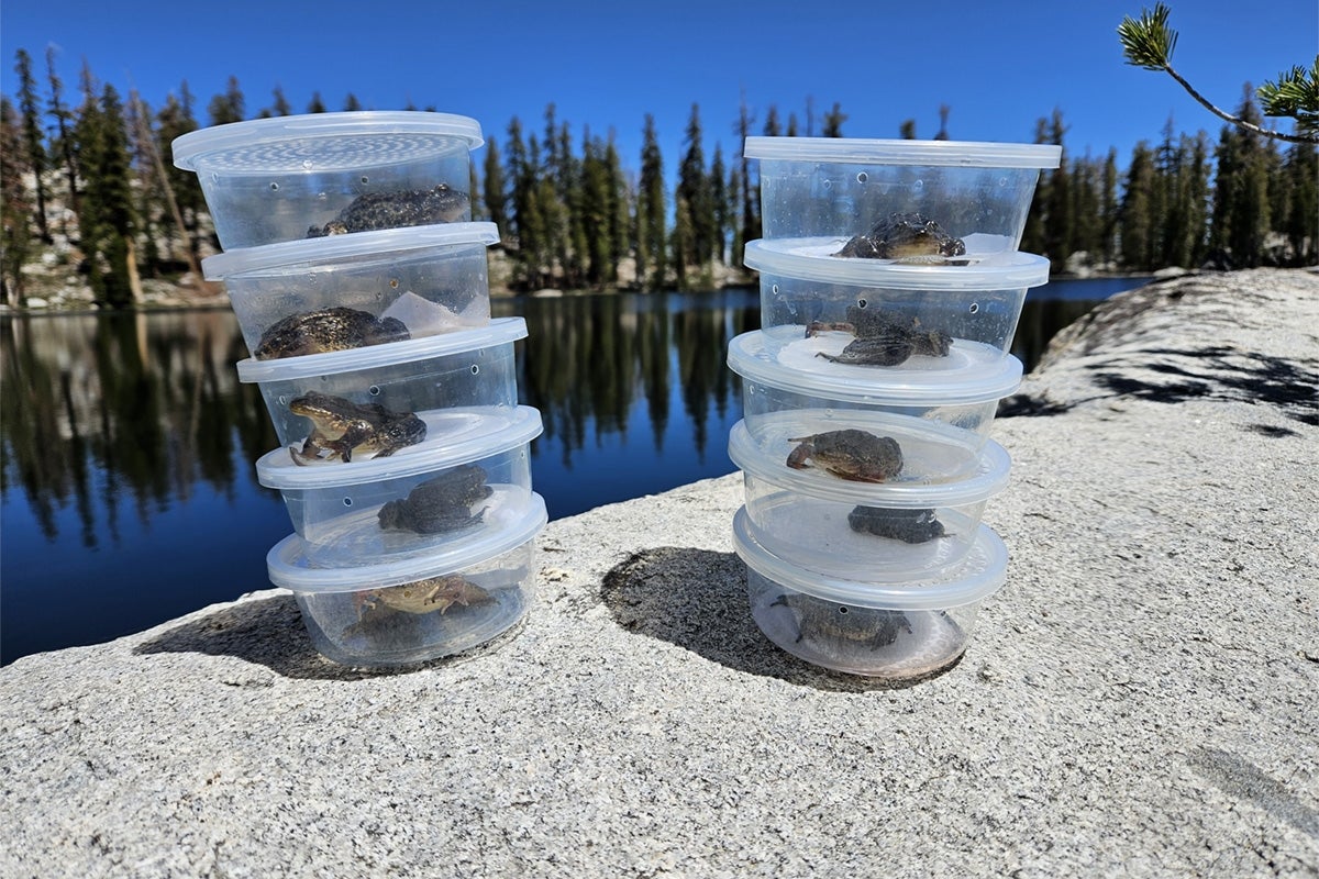 Adult frogs in containers stacked on a rock near a lake with trees in the background