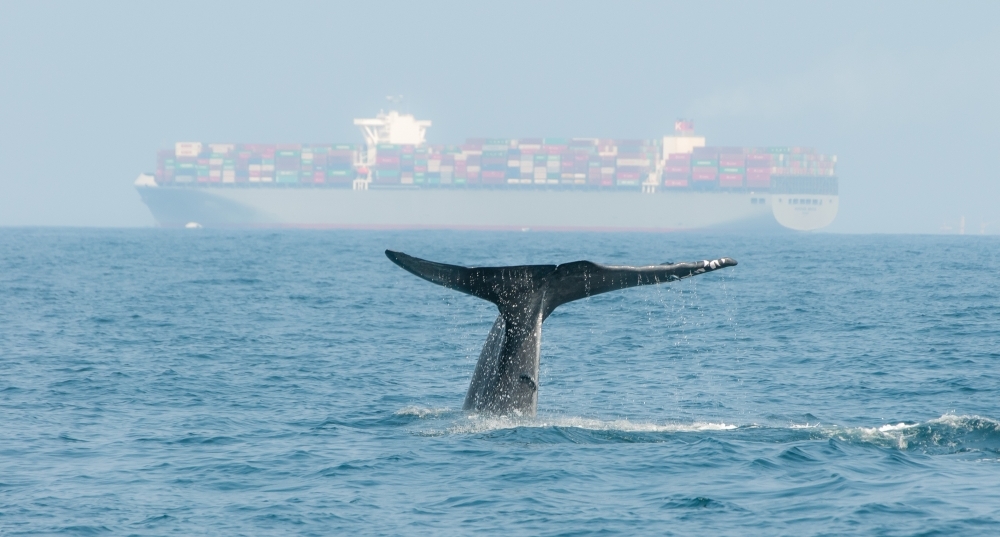 blue whale tail