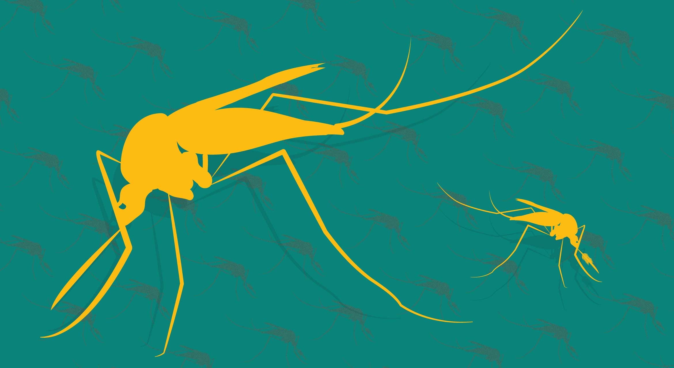 Yellow silhouettes of a large female and small male mosquito facing away from each other.