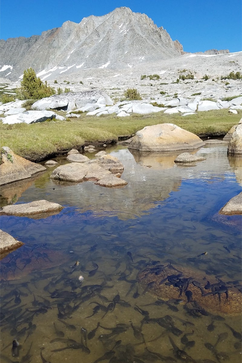 A small lake teems with tadpoles, in the foreground, with a view of mountains beyond