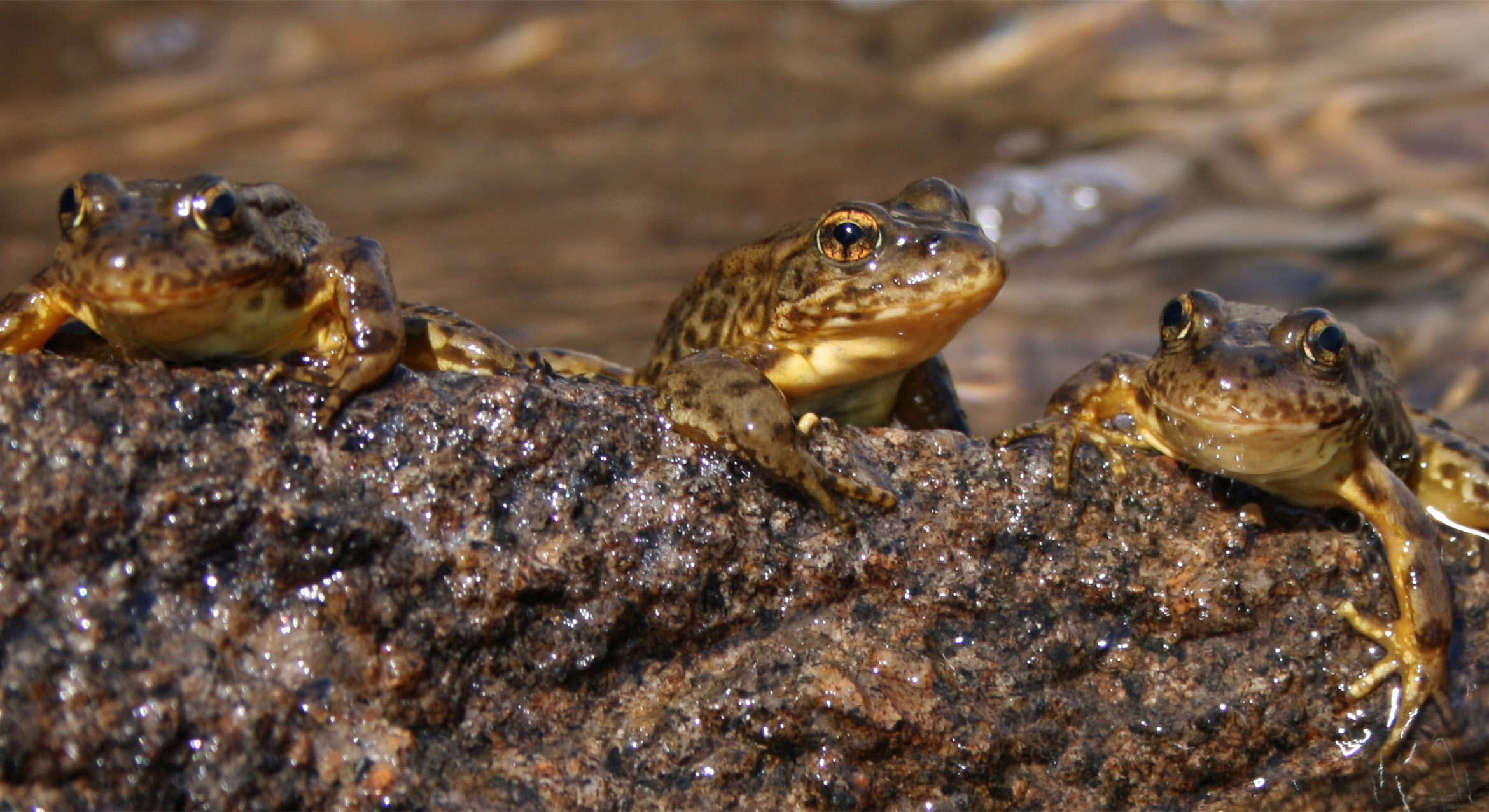 Three mountain yellow-legged frogs perched on a rock.