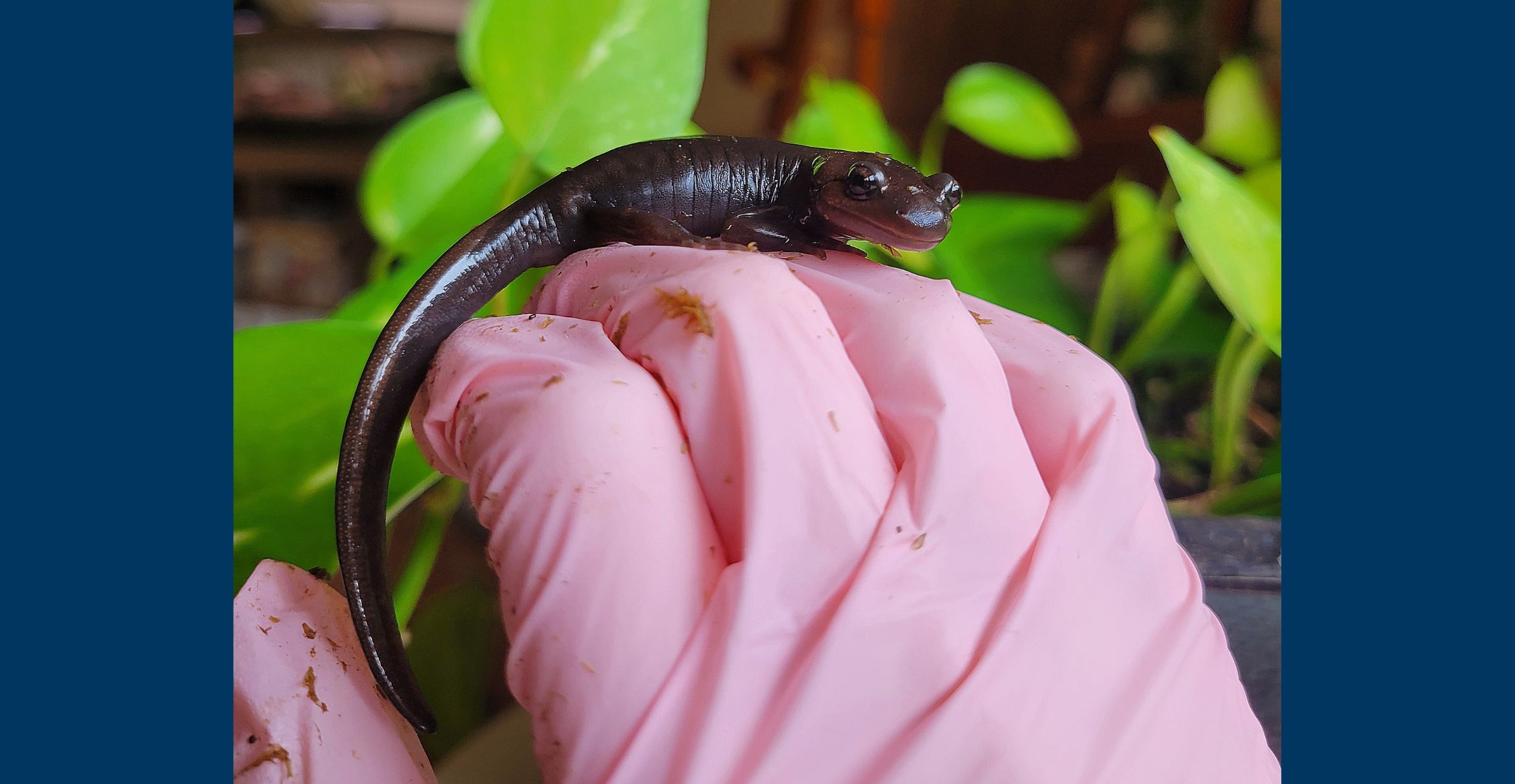 A dark salamander sits on a gloved hand.